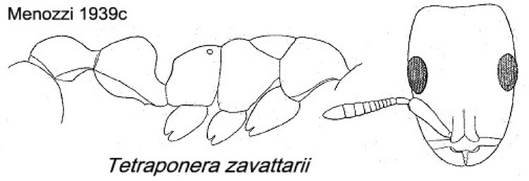 {Tetraponera zavattarii}