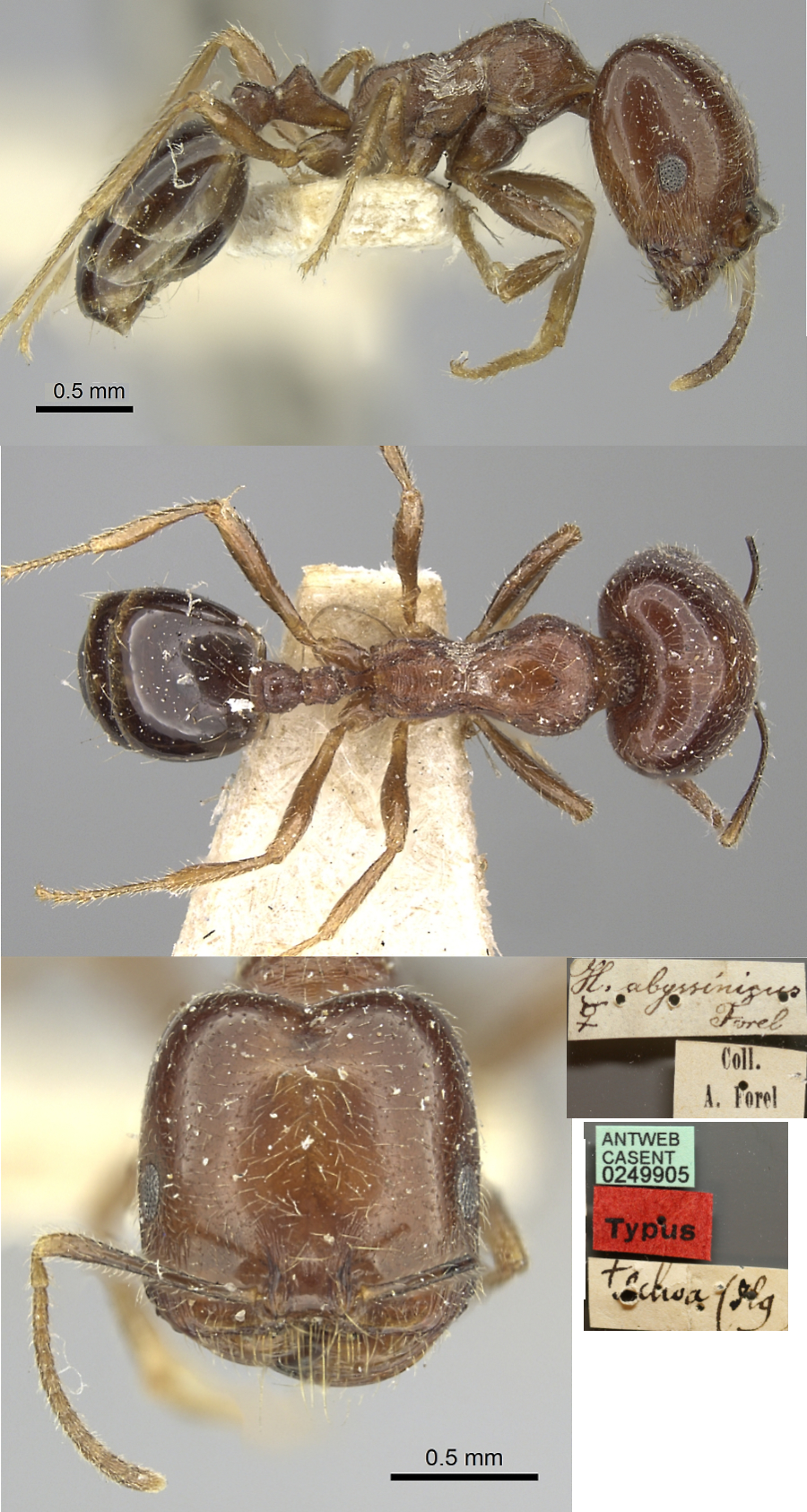 Trichomyrmex abyssinicus