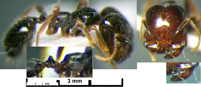 Trichomyrmex abyssinicus