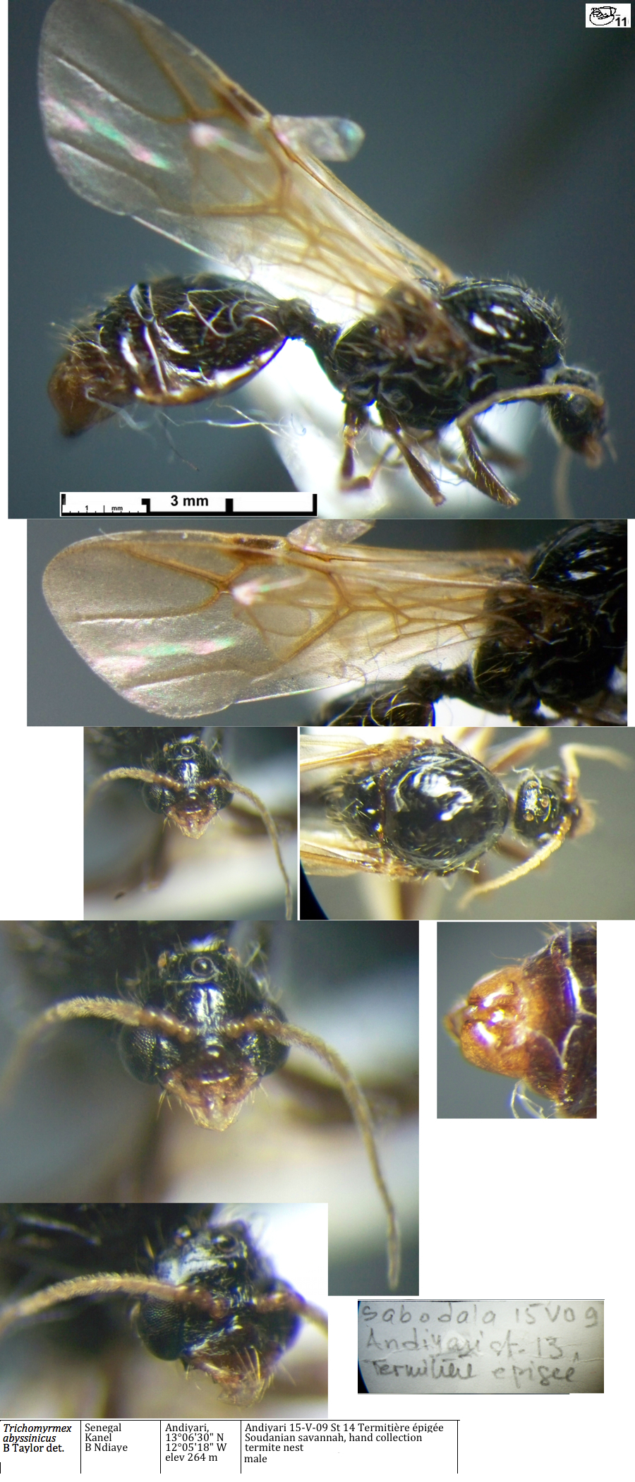 {Trichomyrmex abyssinicus male}