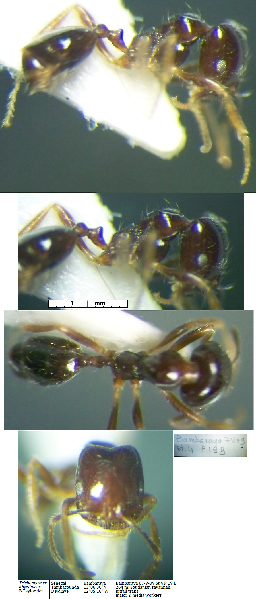 {Trichomyrmex abyssinicus media}