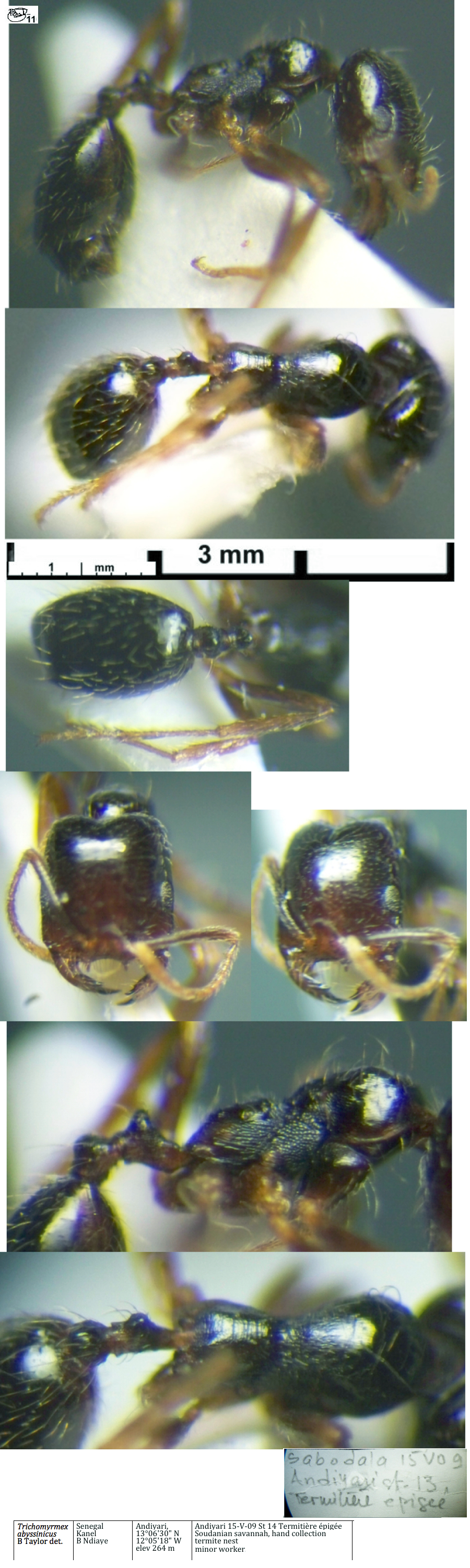 {Trichomyrmex abyssinicus minor}