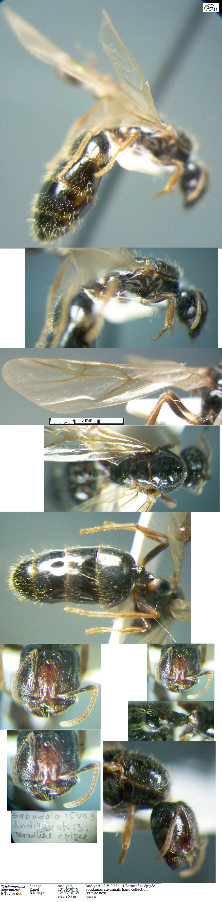 {Trichomyrmex abyssinicus queen}