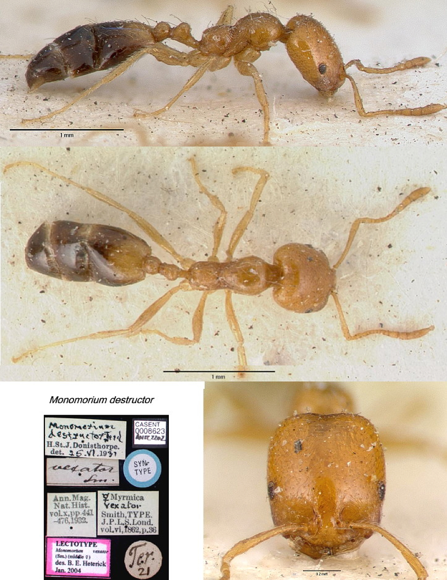 {Trichomyrmex destructor vexator}