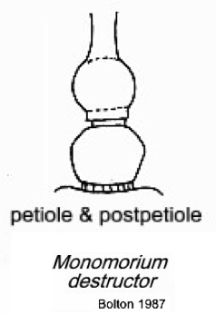 {Trichomyrmex destructor}