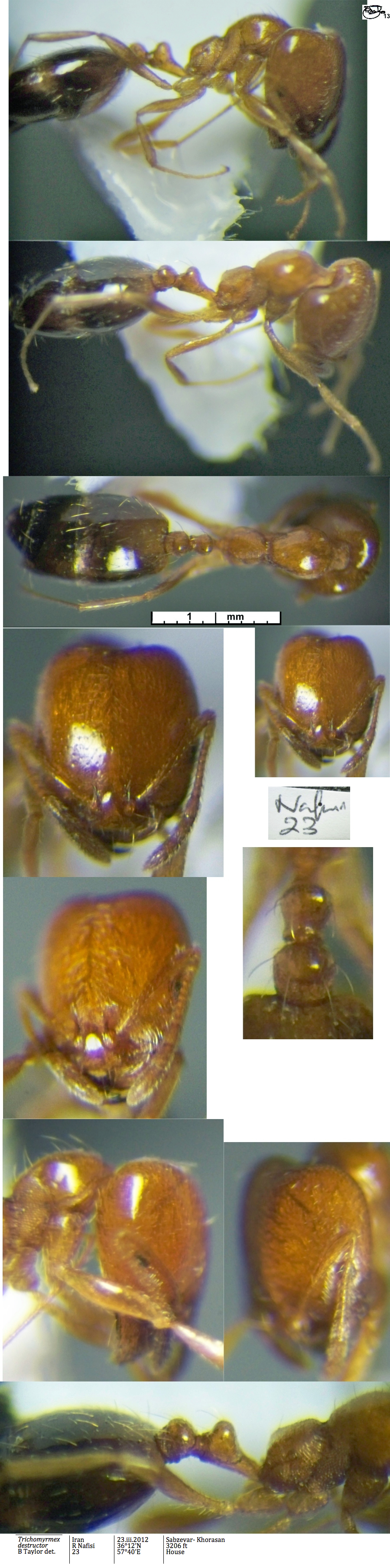 {Trichomyrmex destructor major}