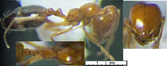 {Trichomyrmex destructor major}