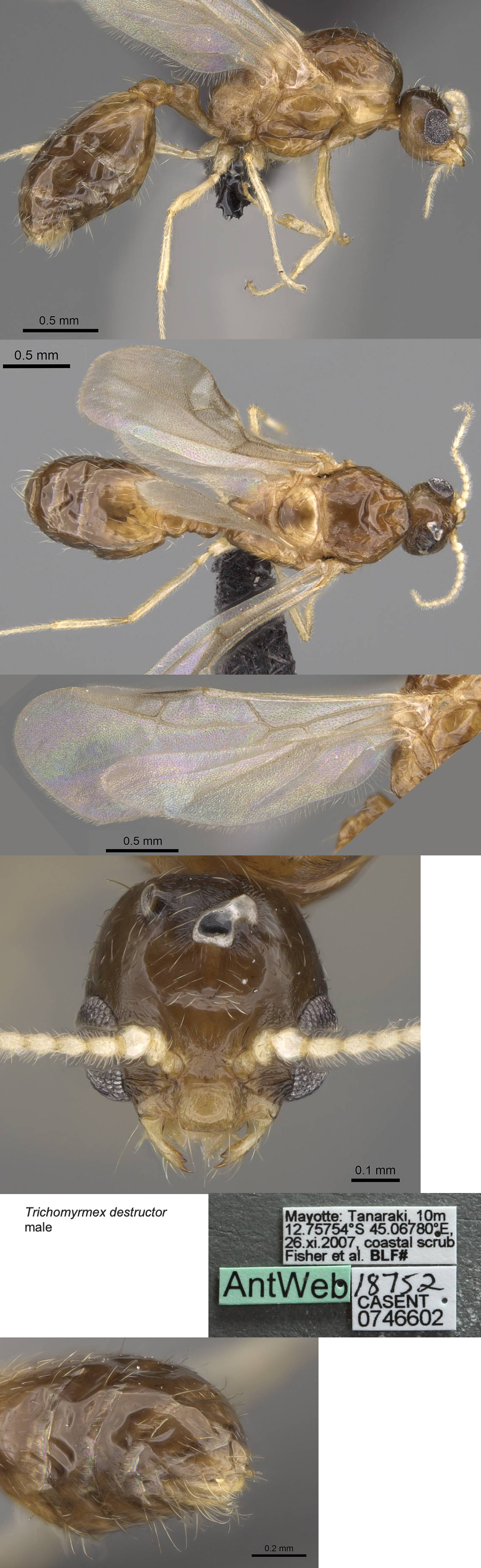 {Trichomyrmex destructor male}