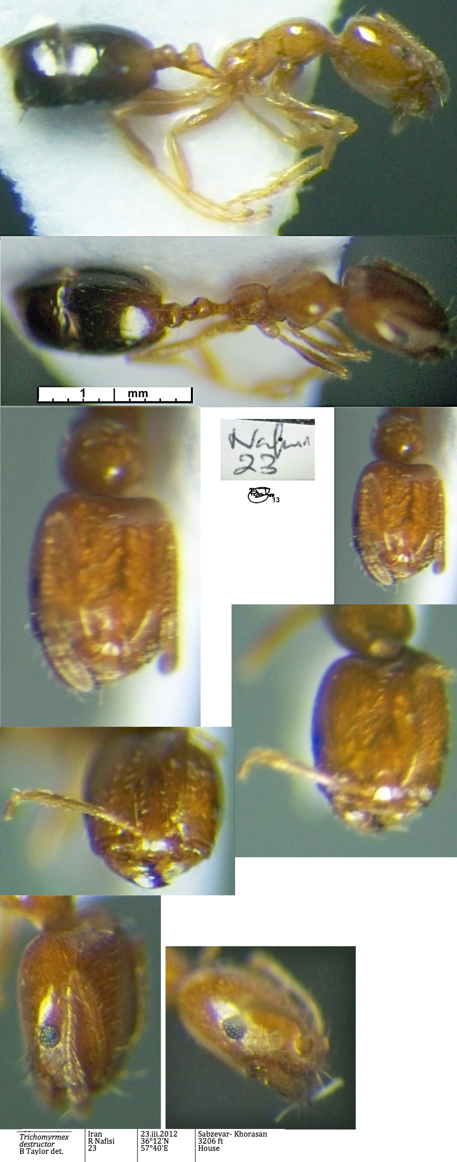 {Trichomyrmex destructor minor}