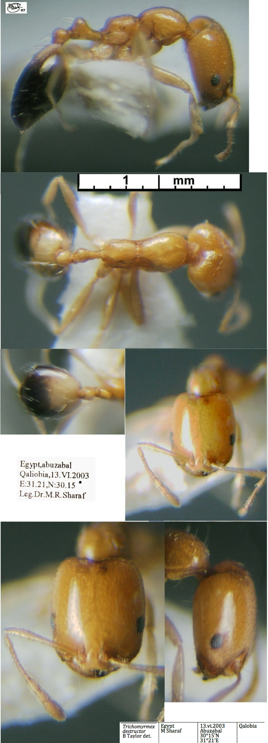 {Trichomyrmex destructor}