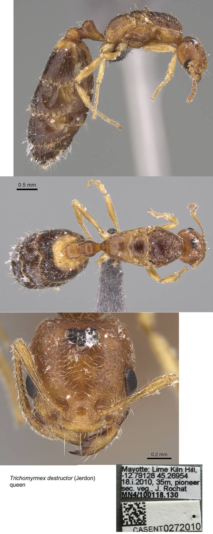 {Trichomyrmex destructor queen}