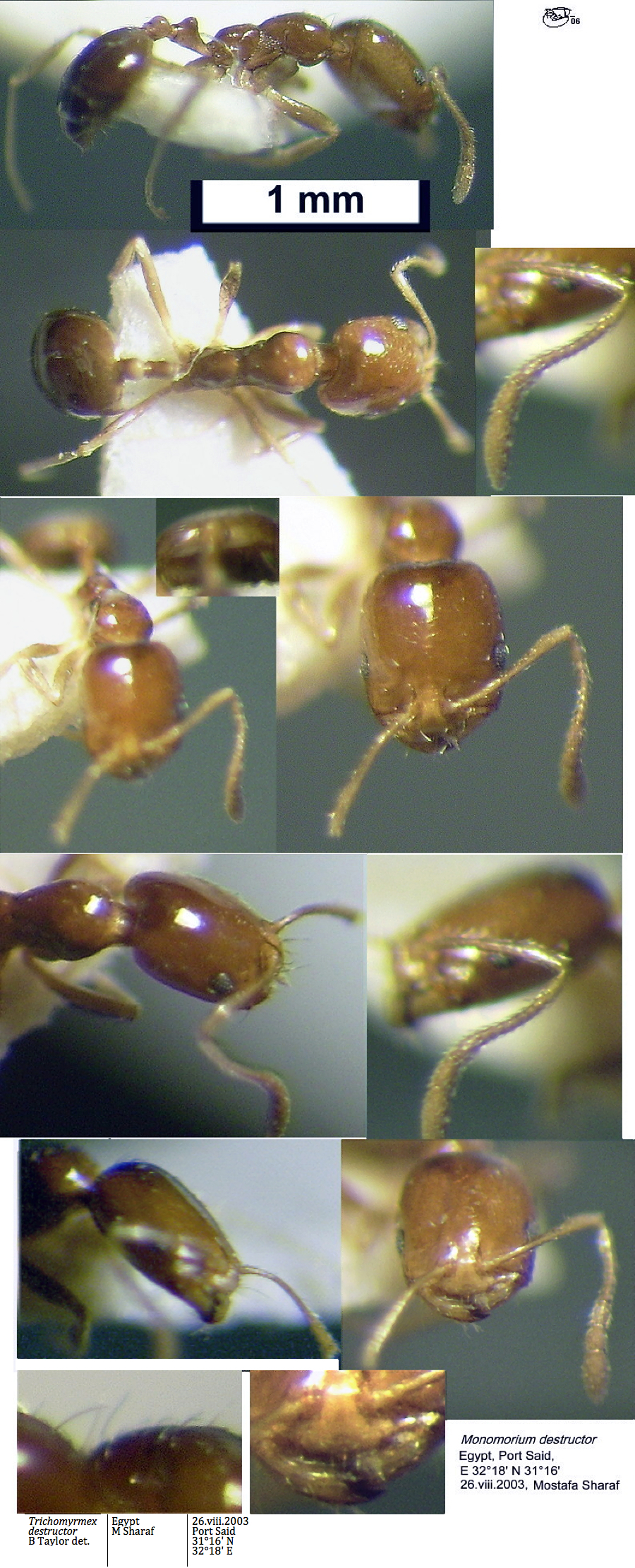 {Trichomyrmex destructor}