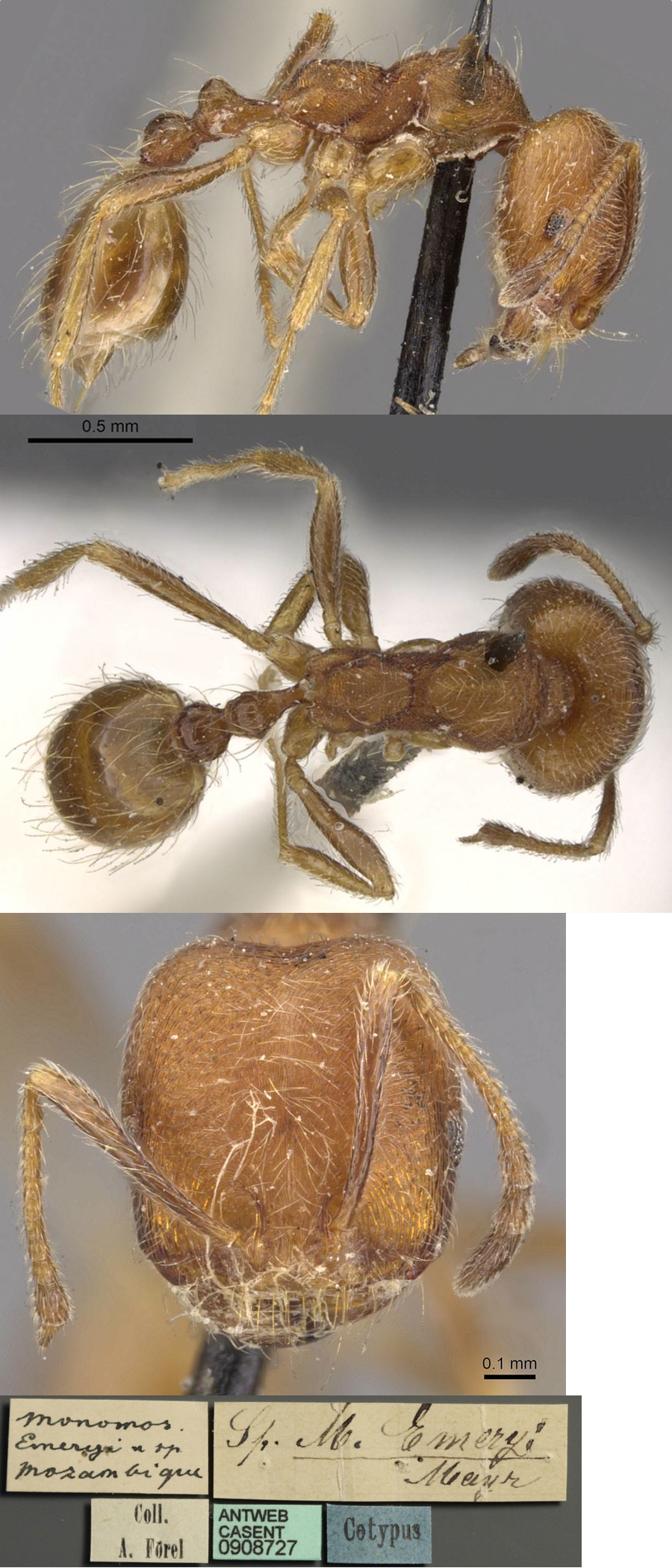 {Trichomyrmex emeryi}