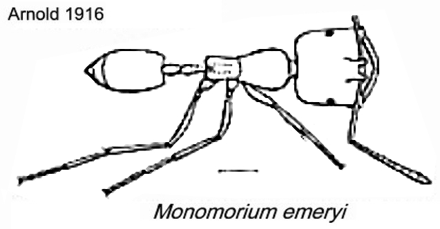 {Monomorium emeryi}