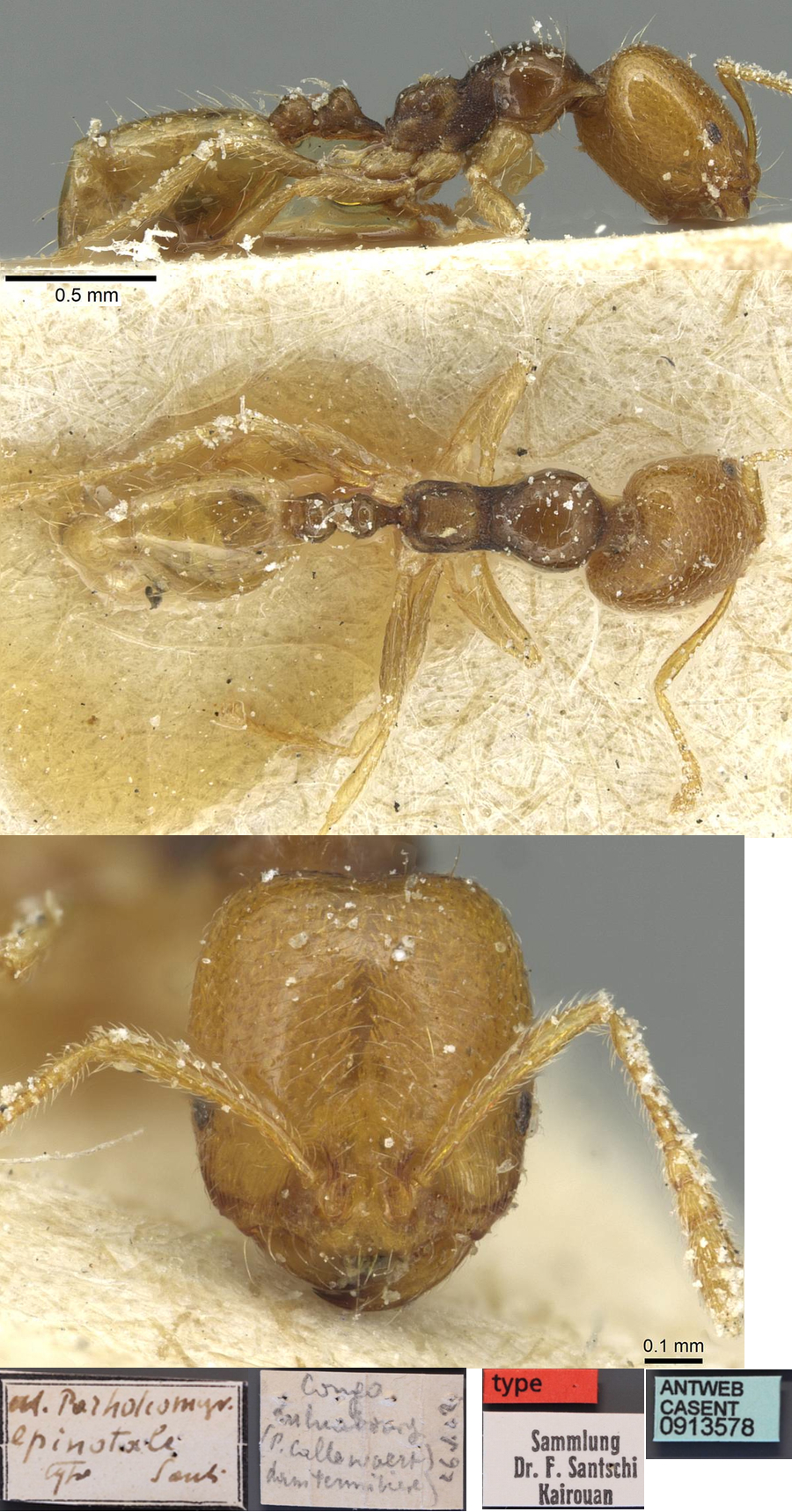 {Trichomyrmex epinotale}