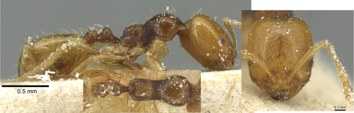 Trichomyrmex epinotale