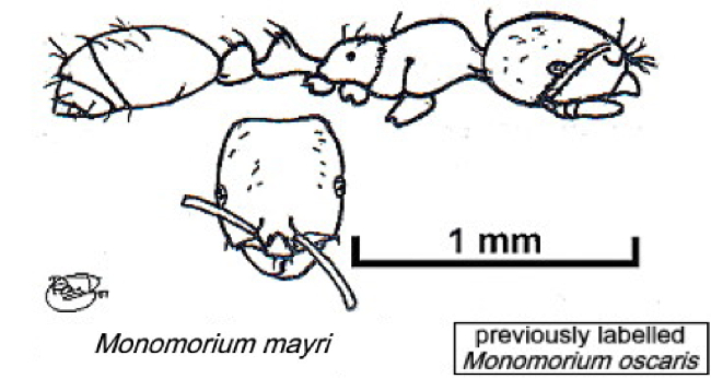 {Trichomyrmex mayri}