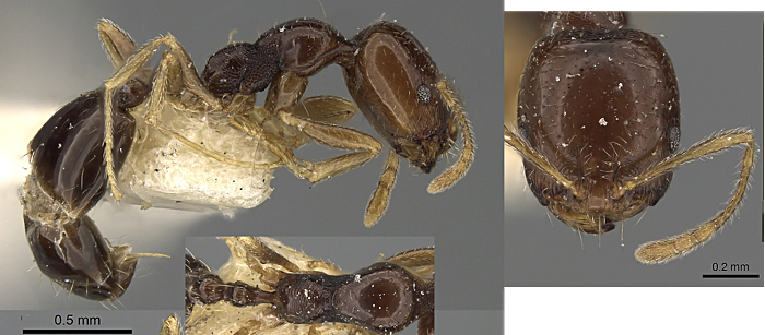 Trichomyrmex mayri