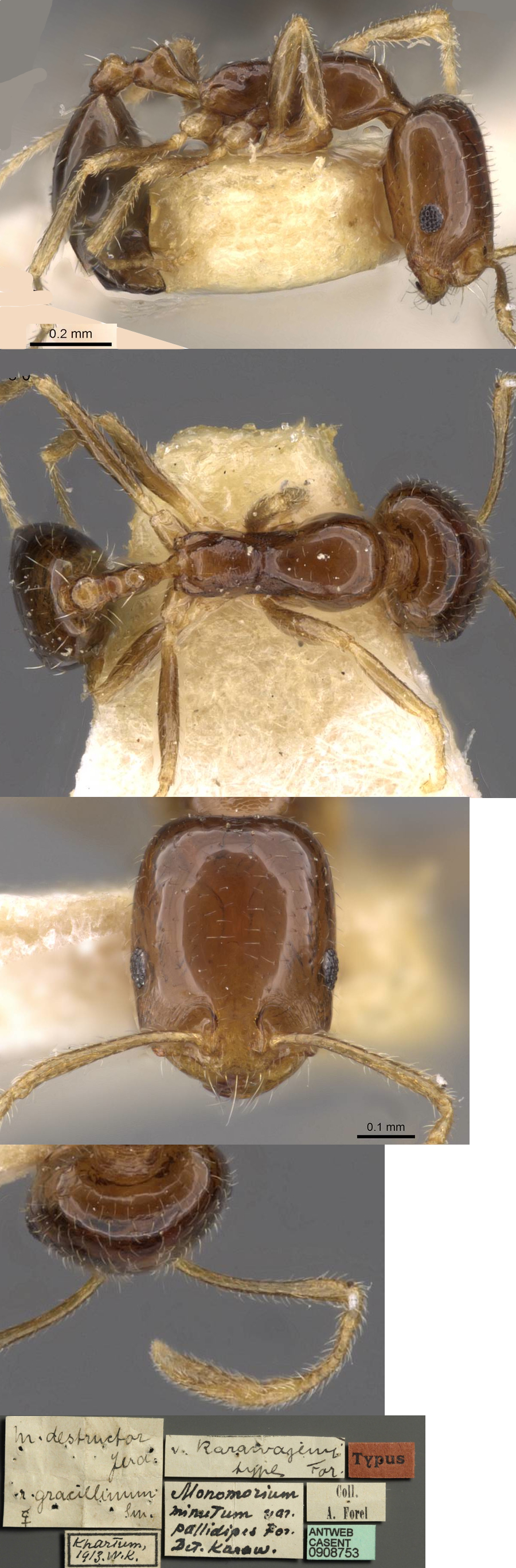 Trichomyrmex mayri