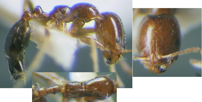 Trichomyrmex mayri