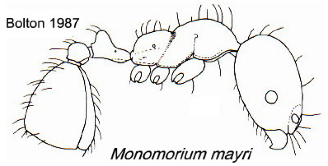 {Monomorium mayri}