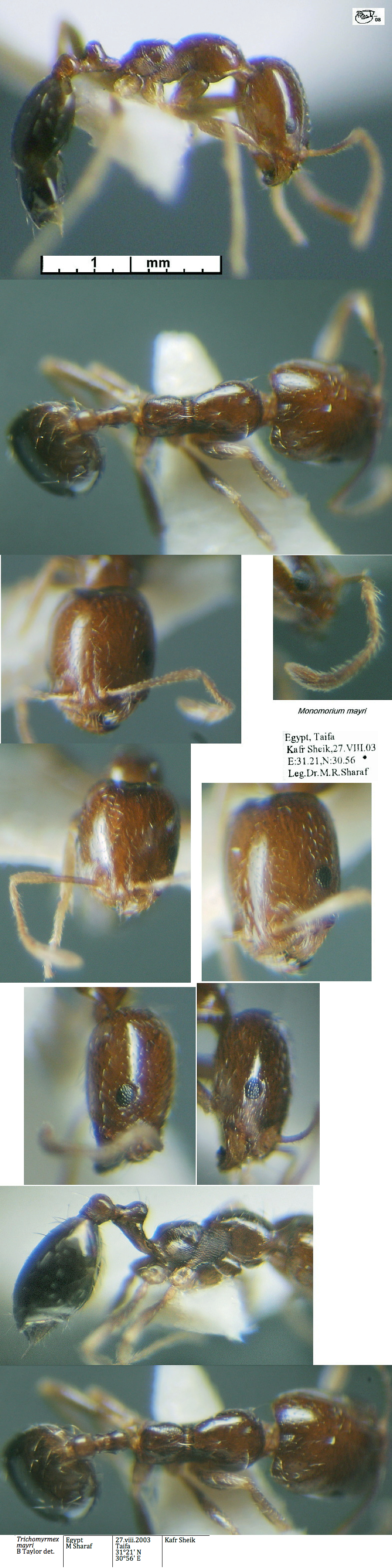 {Trichomyrmex mayri}