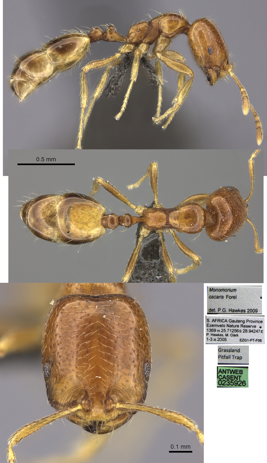 Trichomyrmex oscaris