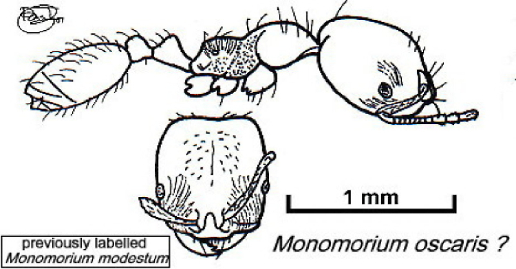 {Trichomyrmex oscaris ? large}