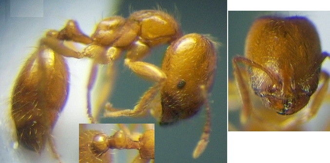 {Trichomyrmex oscaris major}