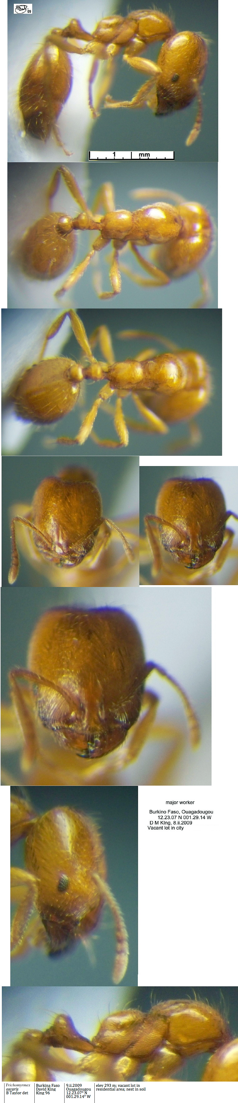 {Trichomyrmex oscaris major}