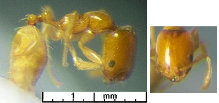 {Trichomyrmex oscaris minima}