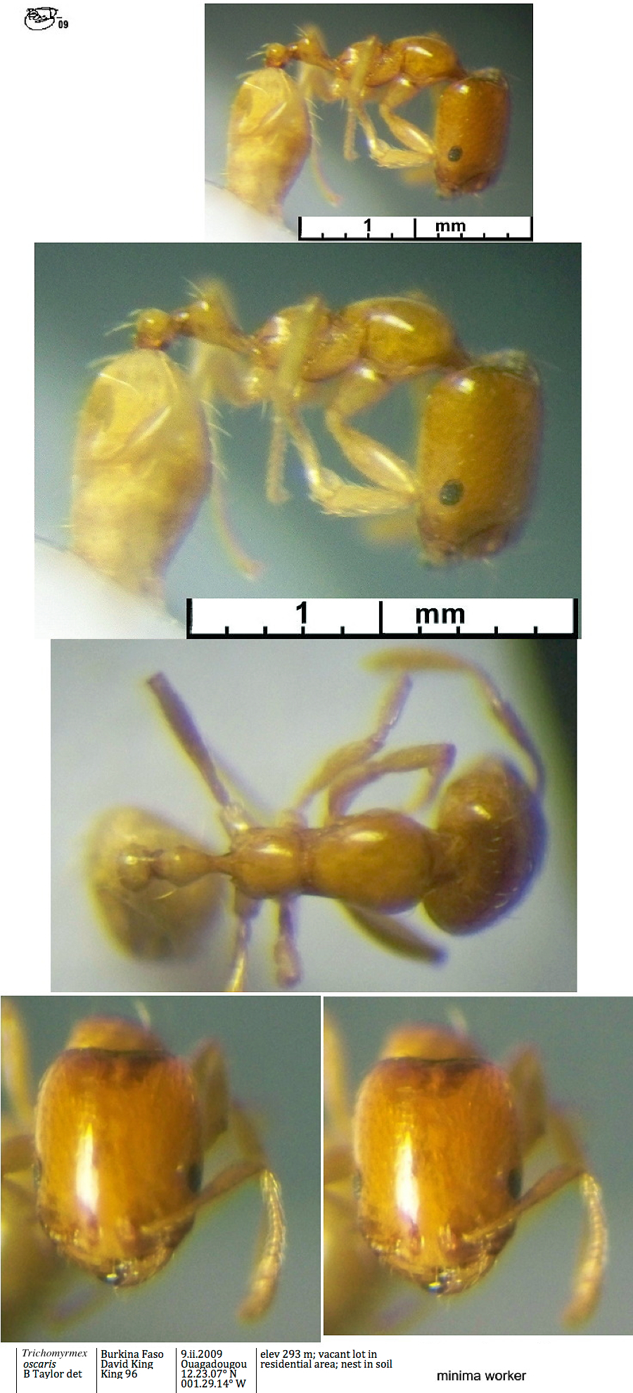 {Trichomyrmex oscaris minima}