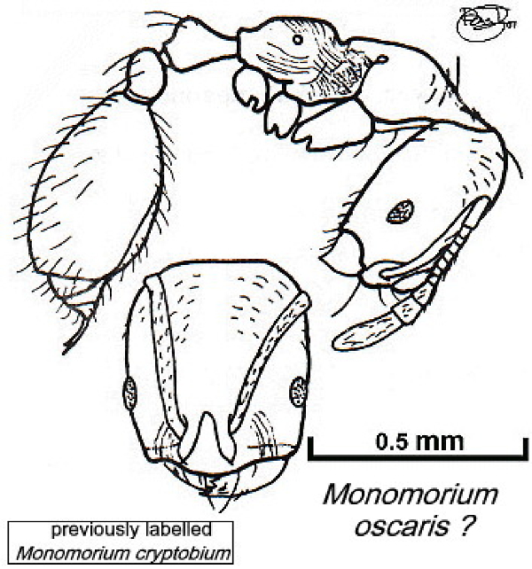 {Trichomyrmex oscaris, small}