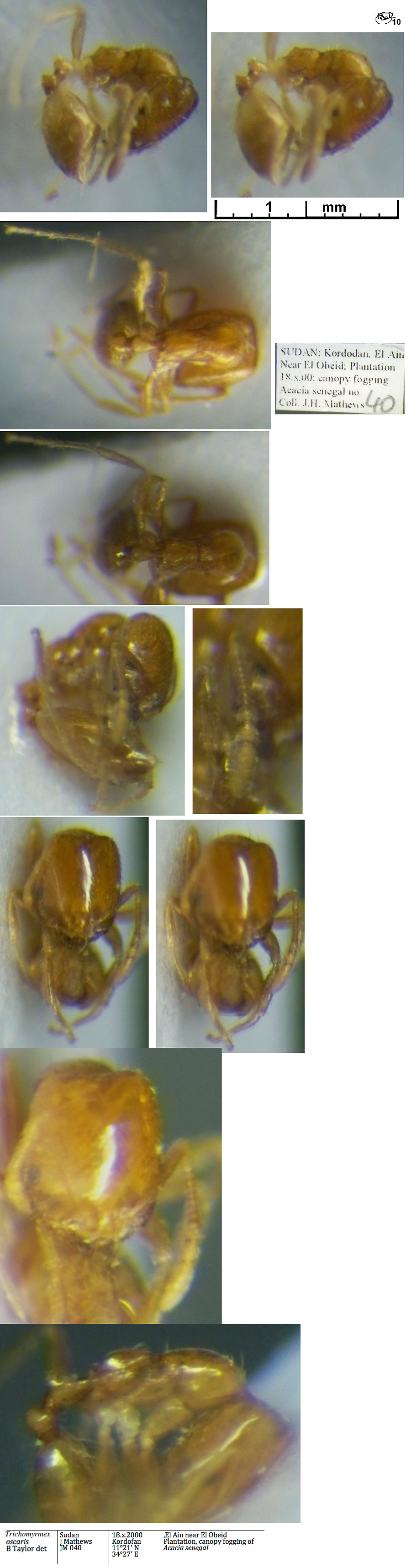 Trichomyrmex oscaris minorr