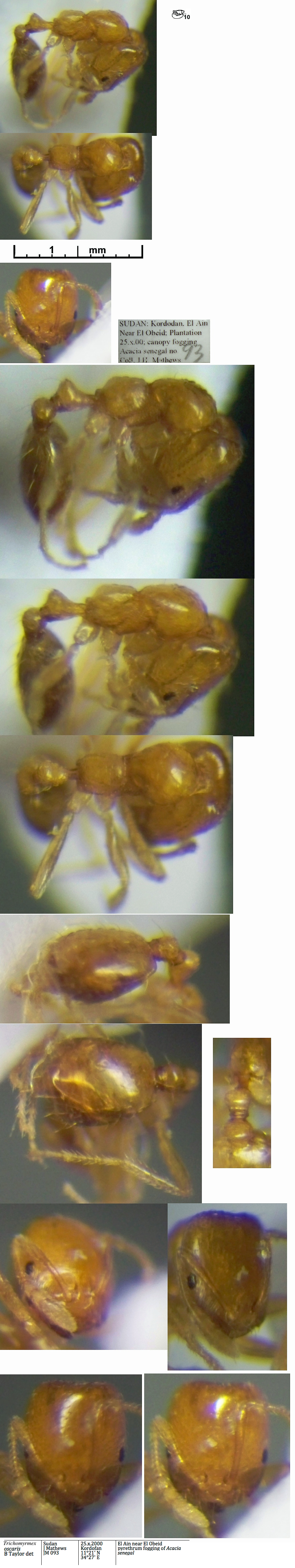 Trichomyrmex oscaris major