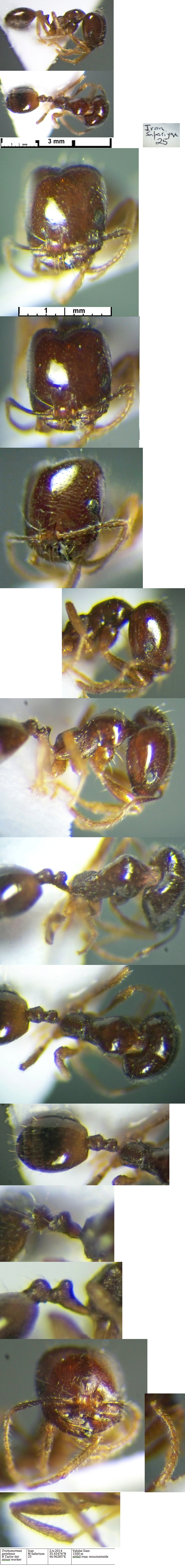 {Trichomyrmex perplexus}