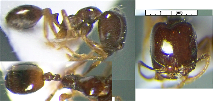 Trichomyrmex perplexus