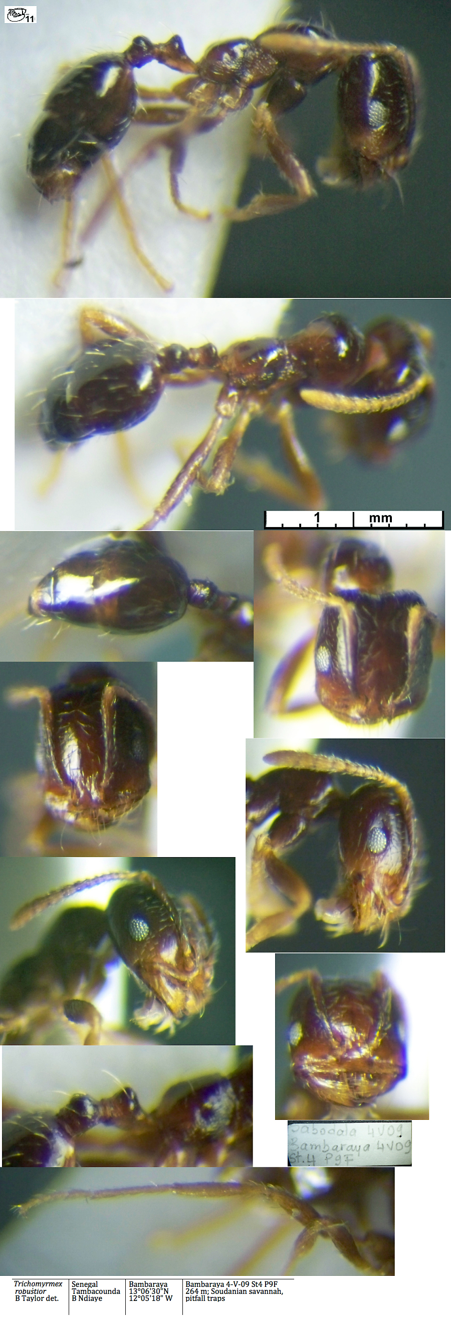 Trichomyrmex robustior