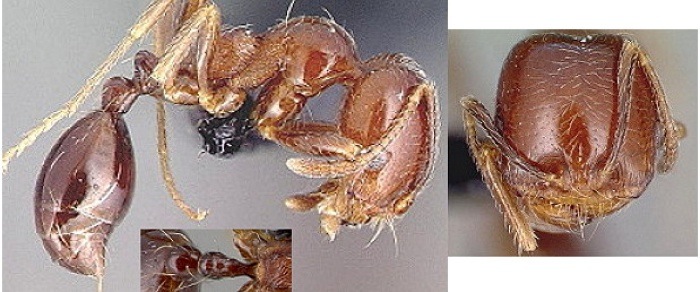 {Trichomyrmex robustior}