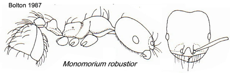 {Trichomyrmex robustior}