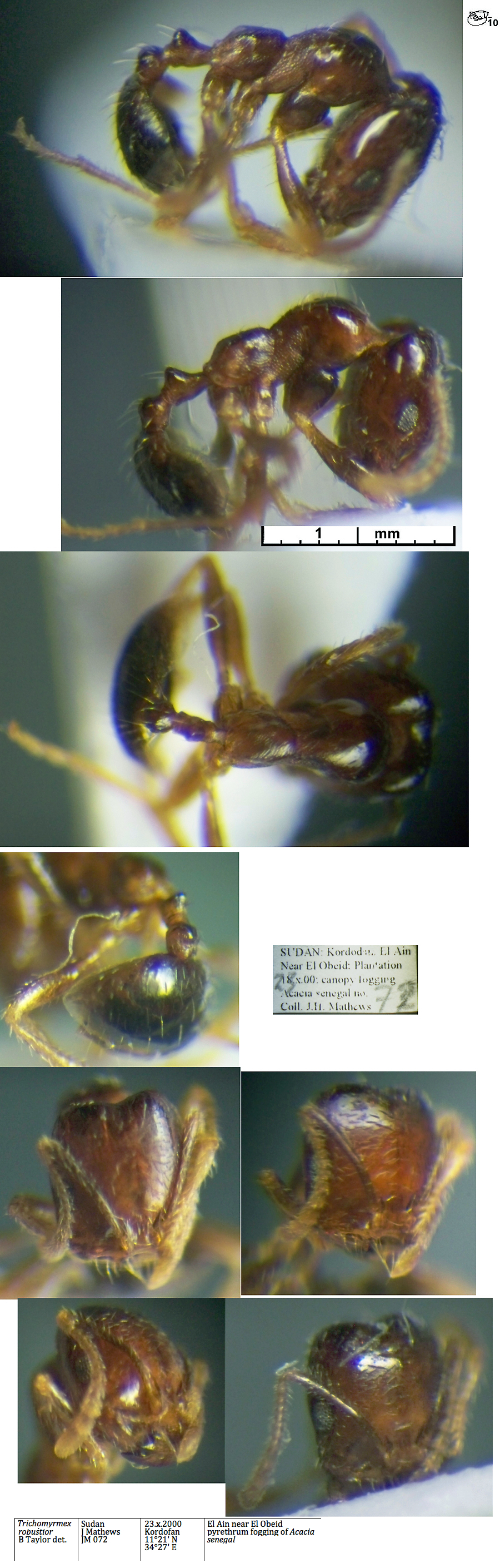 Trichomyrmex robustior