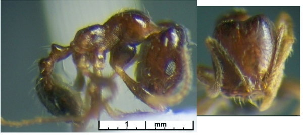 Trichomyrmex robustior