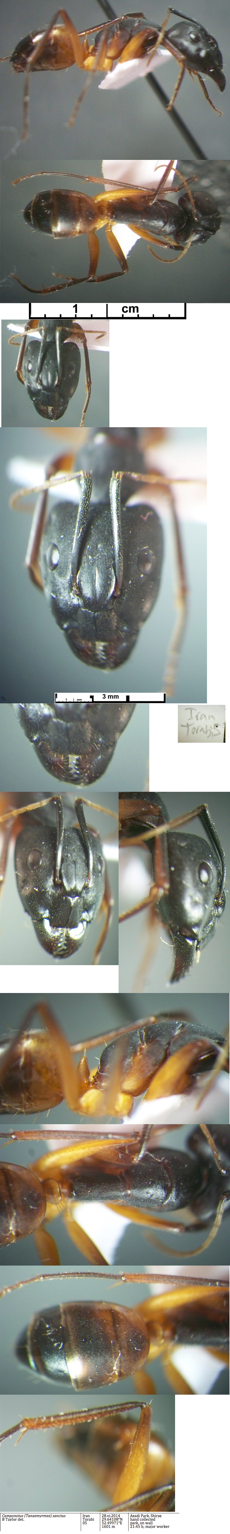 {Camponotus sanctus major}