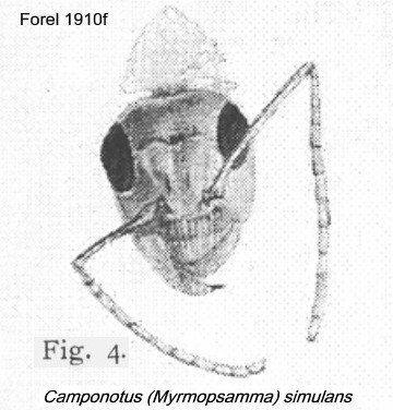 {Camponotus (Myrmopsamma) simulans}