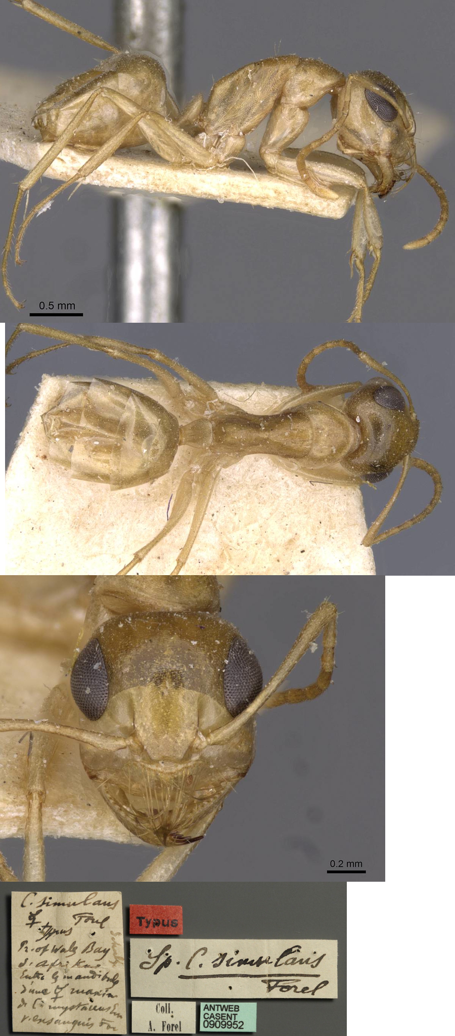{Camponotus simulans minor}