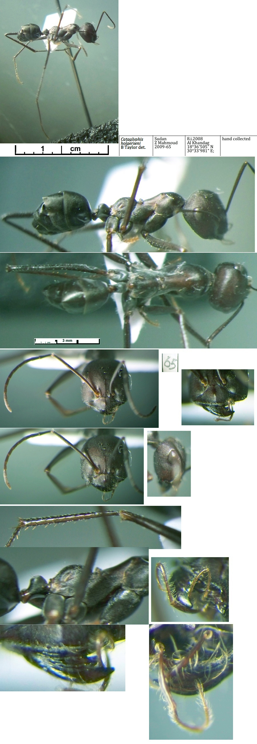 {Cataglyphis holgerseni}