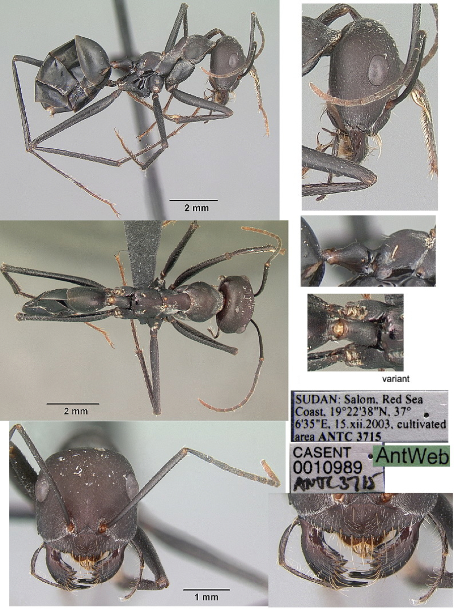 {Cataglyphis niger}