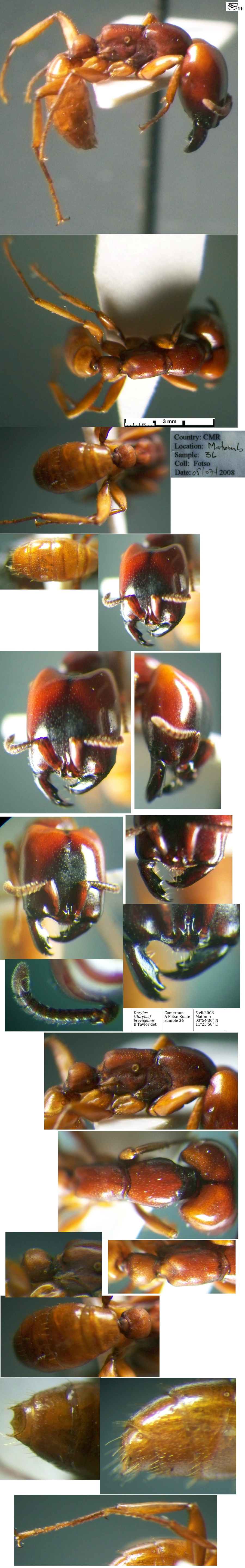Dorylus brevipennis major
