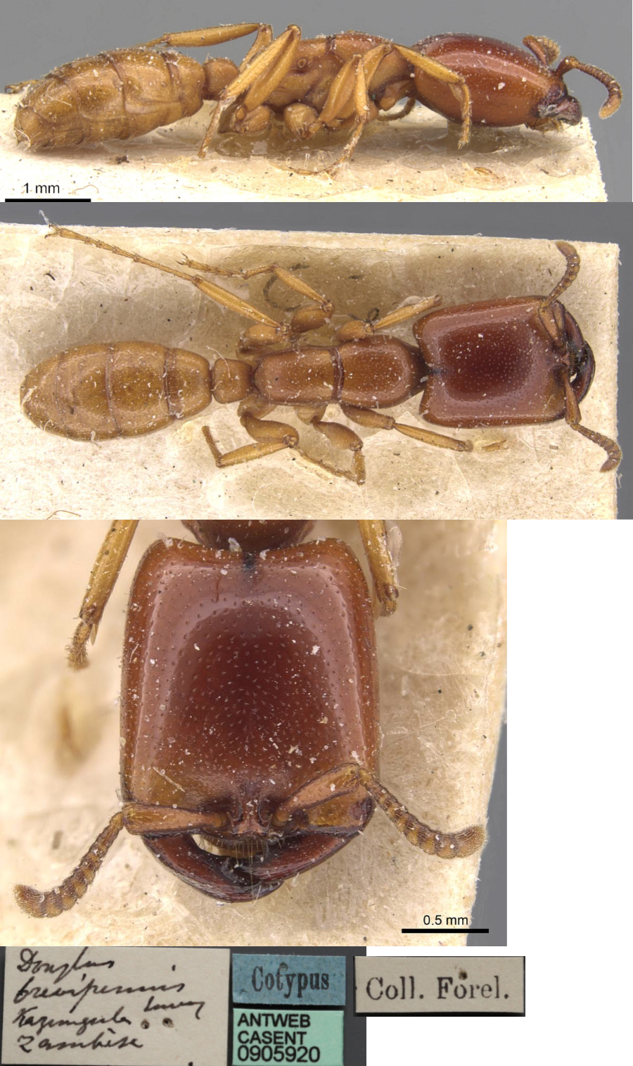 {Dorylus brevipennis marshalli holotype}