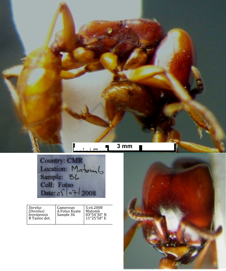 Dorylus brevipennis Media 1